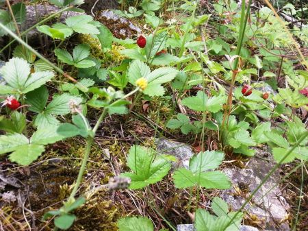 29-30-06-2013-Val_di_Togno_008.jpg