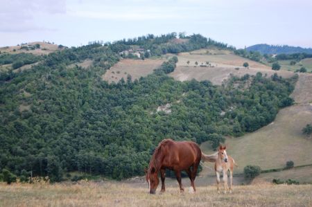 Assisi_2015-08-17-18h56m06.JPG